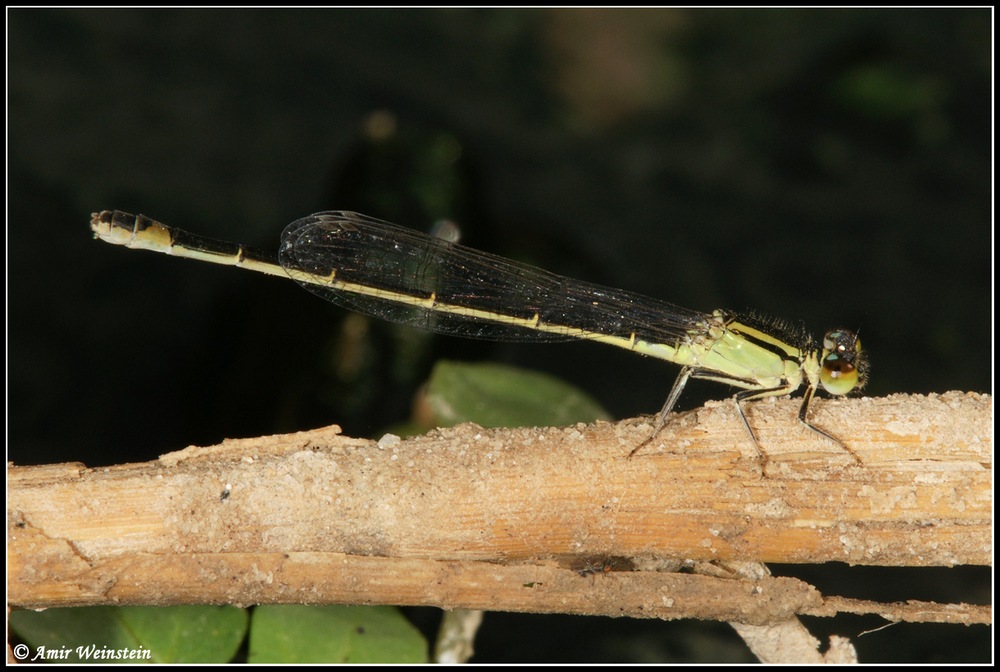 Odonata d''Israele for ID